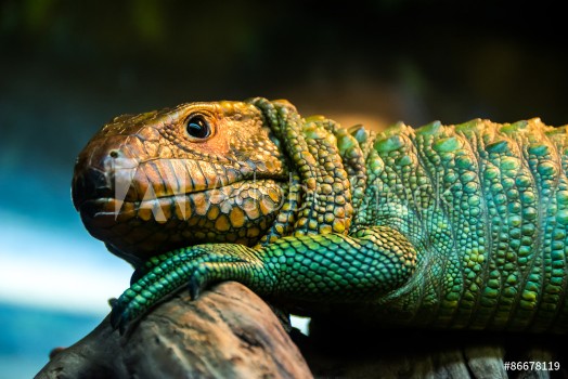 Picture of Caiman lizard